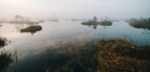 Проклятые места Подмосковья: гиблые болота, дерево ведьмы и языческое капище